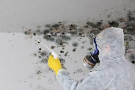 Professional Mold Prevention & Removal  in Island Park, NY